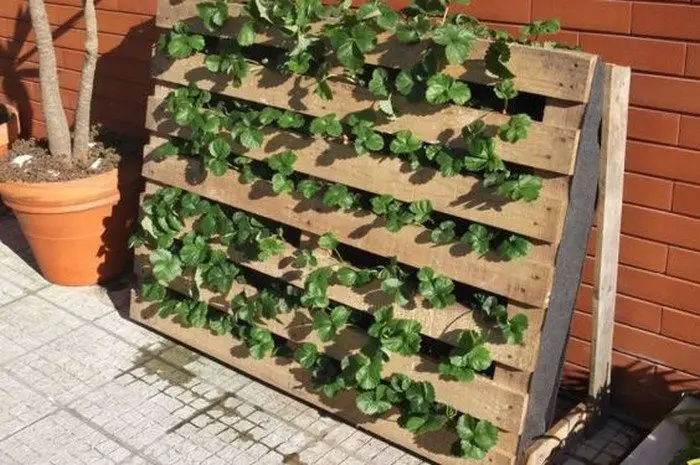 DIY Strawberry Pallet Planter