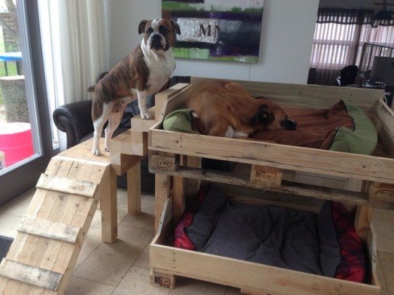 Pet Bunk Bed: 8-Step Space Saving & Comfortable Space