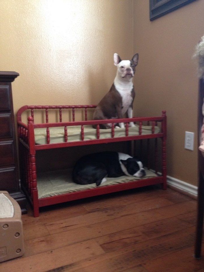 DIY Dog Bunk Bed