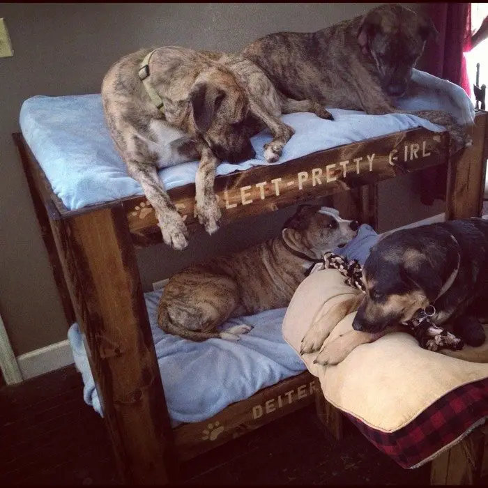 DIY Dog Bunk Bed