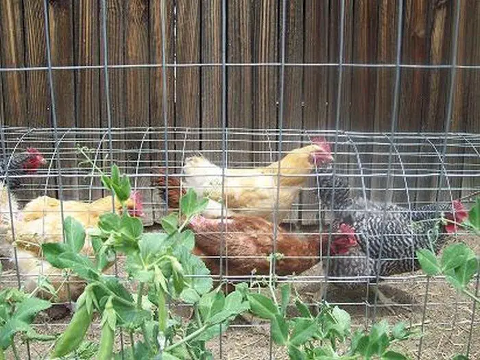 Moveable Chicken Tunnel