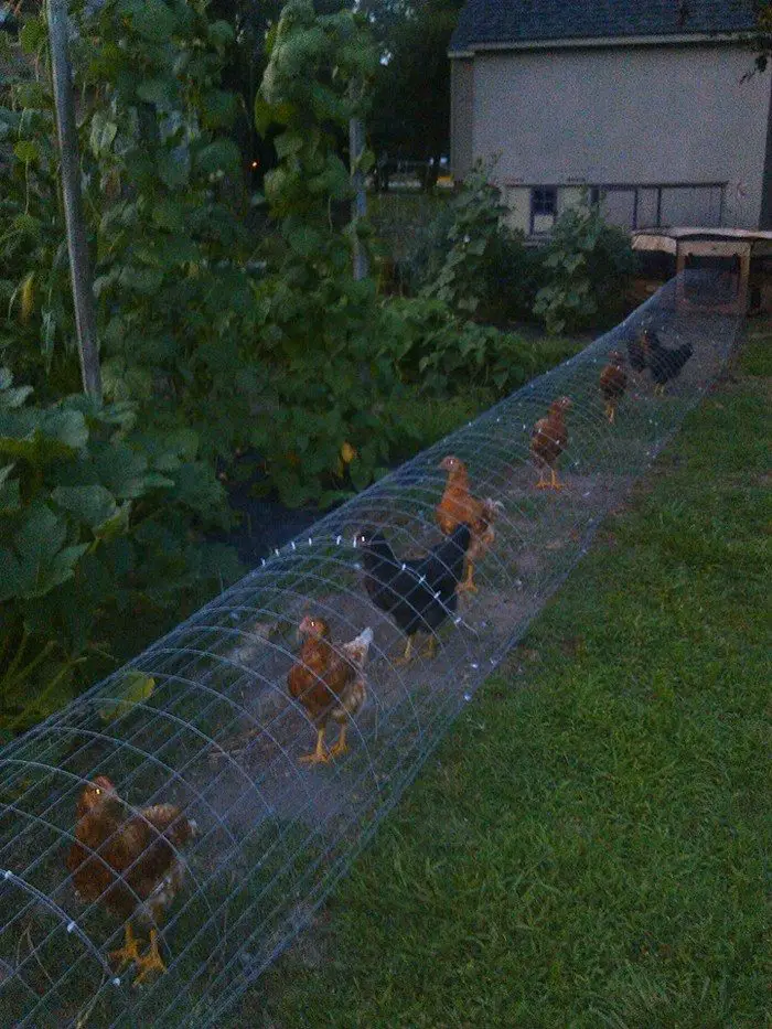 Moveable Chicken Tunnel