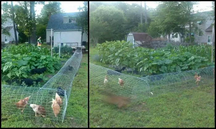 Moveable Chicken Tunnel Main Image