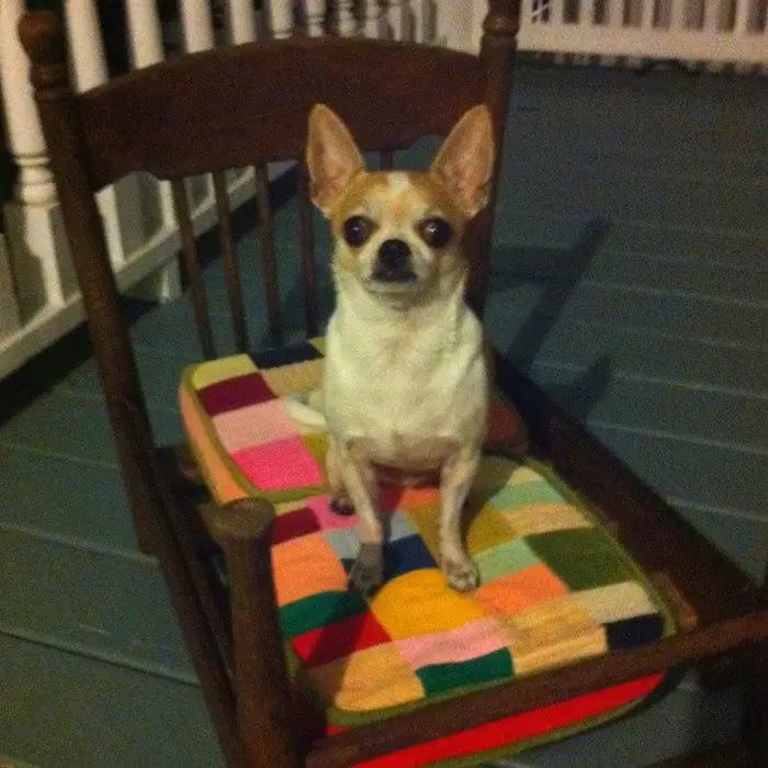 Repurposed Old Chair Dog Bed