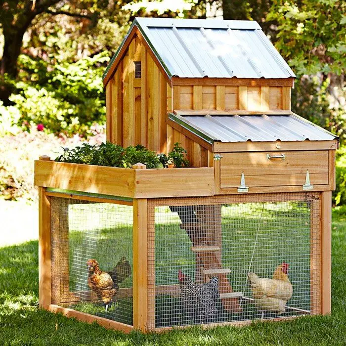 Chicken Coop With Green Roof