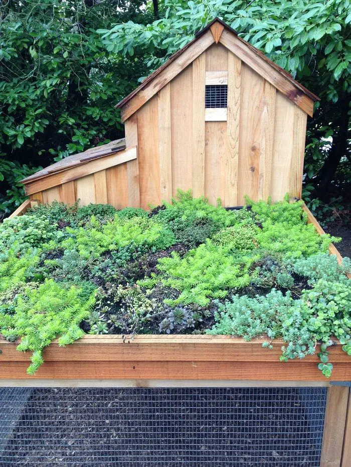 Chicken Coop With Green Roof
