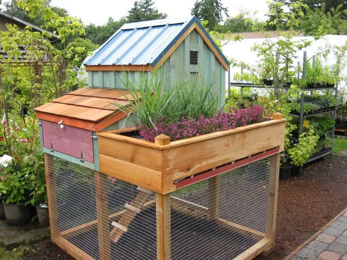How to build a chicken coop with a green roof - DIY ...