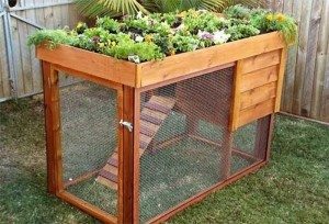 How to build a chicken coop with a green roof – DIY projects for everyone!