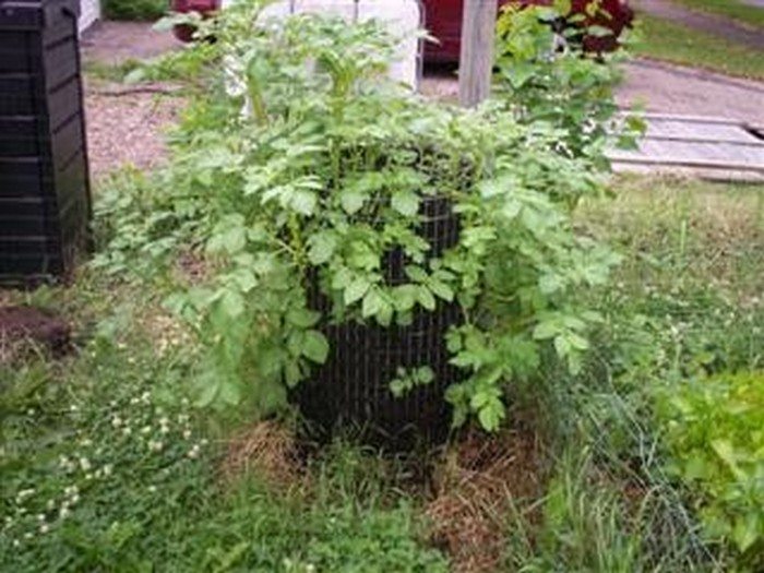 Wire Fencing Potato Tower