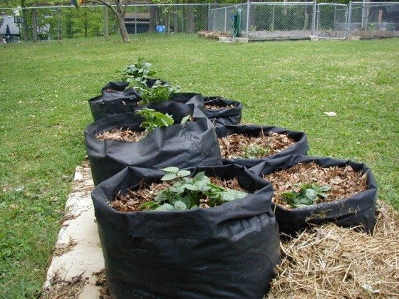 Flexible Potato Grow Bags: Affordable 7-Step Garden Pots