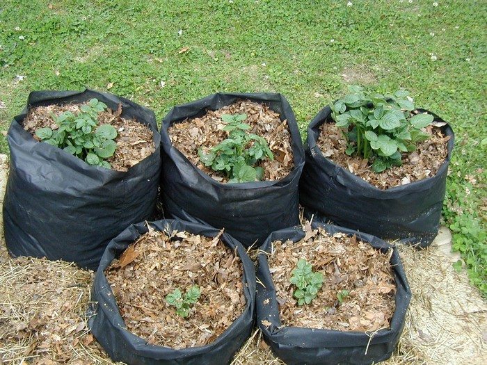 How To Make Custom Sized Potato Grow Bags & Planting PT 1 