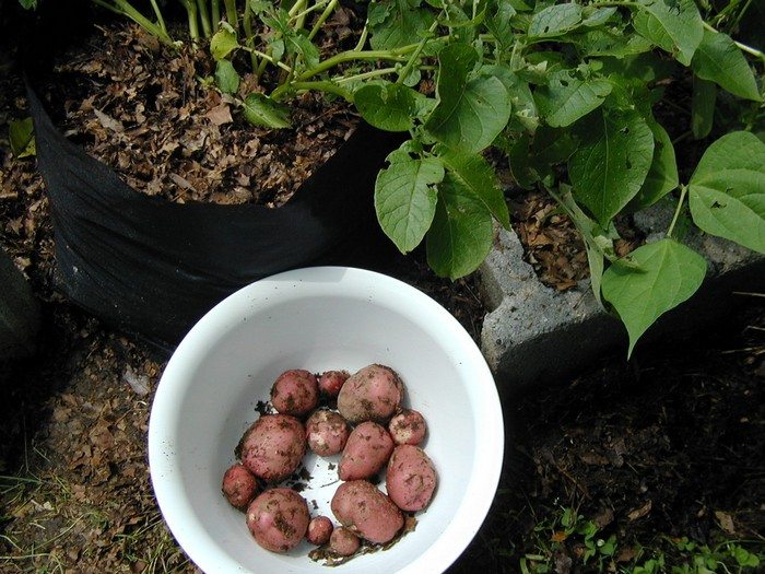 Potato Grow Bags