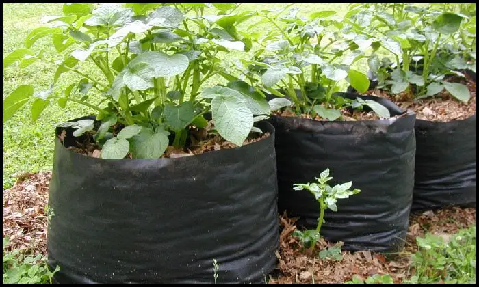 Potato Grow Bags Main Image