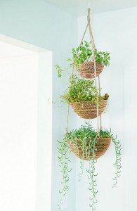 Hanging Basket Planter Album Images