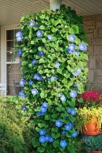 Hanging Basket Planter Album Images