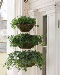 Hanging Basket Planter Album Images