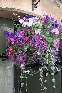 Hanging Basket Planter Album Images