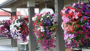 Hanging Basket Planter Album Images