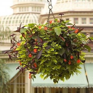 Hanging Basket Planter Album Images