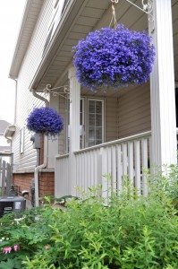 Hanging Basket Planter Album Images