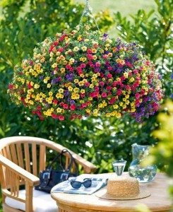 Hanging Basket Planter Album Images