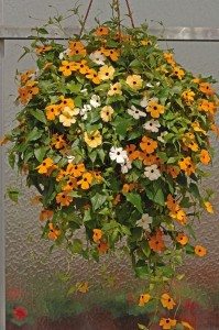 Hanging Basket Planter Album Images