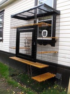 How to build an outdoor cat run - DIY projects for everyone!