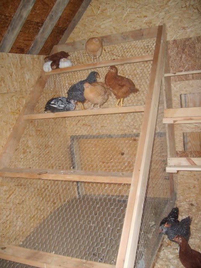 functional-chicken-roost-9-step-project-for-healthy-chooks