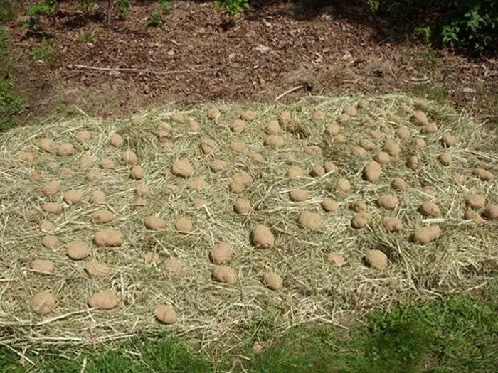 Hay Bale Potato Garden