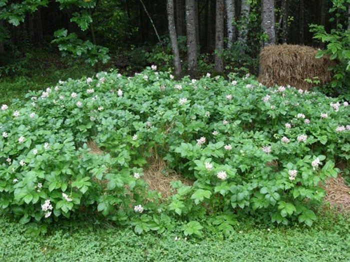 Hay Bale Potato Garden