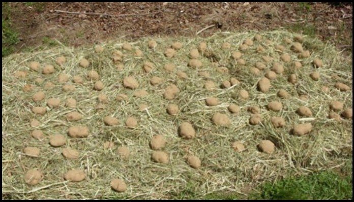 Grow Potatoes In A Hay Bale Garden: 7 Easy Steps!