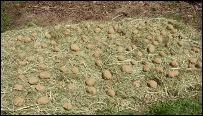 Potato Hay Bale Garden Main Image
