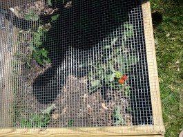 Convenient DIY Strawberry Cage: 9-Step Straightforward Build – DIY ...