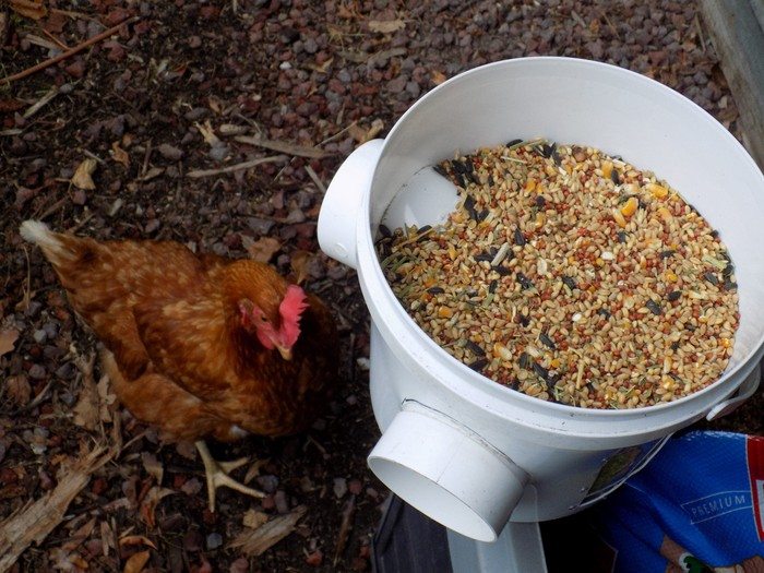 Mess-Free Chicken Feeder Finished Product