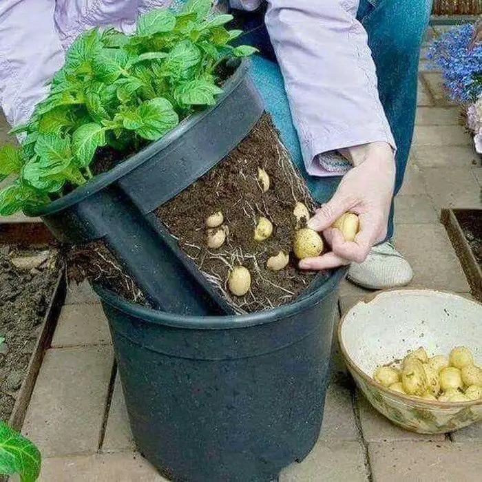 No-Dig Potato Buckets
