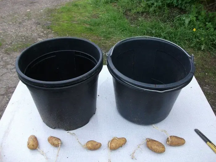 No-Dig Potato Buckets 