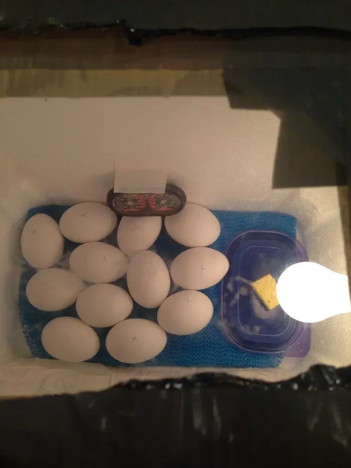 homemade egg incubator cooler
