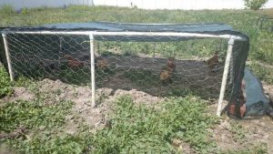 PVC Chicken Tractor