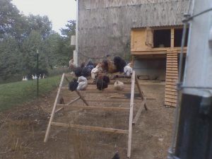 Chicken Jungle Gym