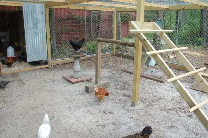 Chicken Jungle Gym