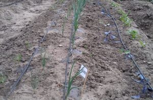 Drip Irrigation System