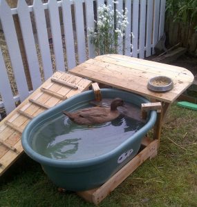 Duck Deck: 8 Steps for Happy & Healthy Ducks