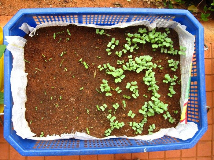 Small Kitchen Garden