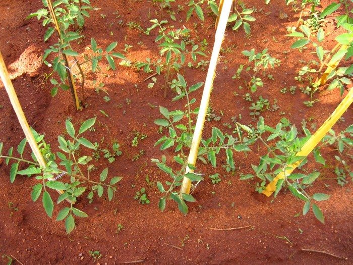 Small Kitchen Garden