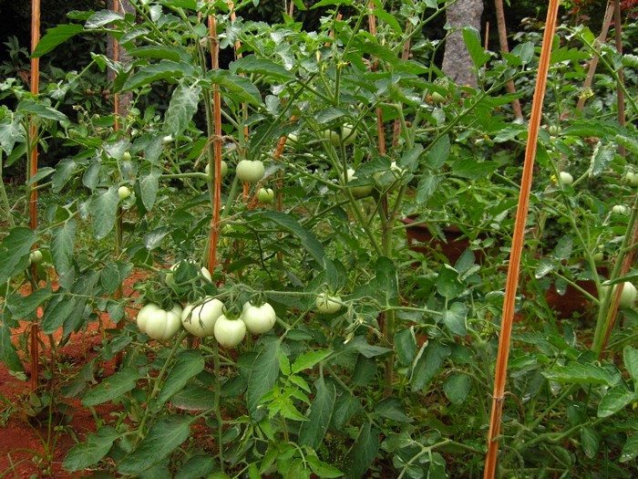 Small Kitchen Garden