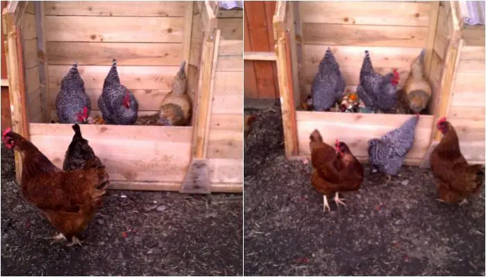 Composting with Chickens