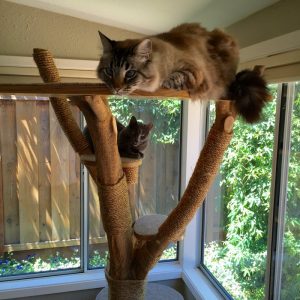 DIY Cat Tree