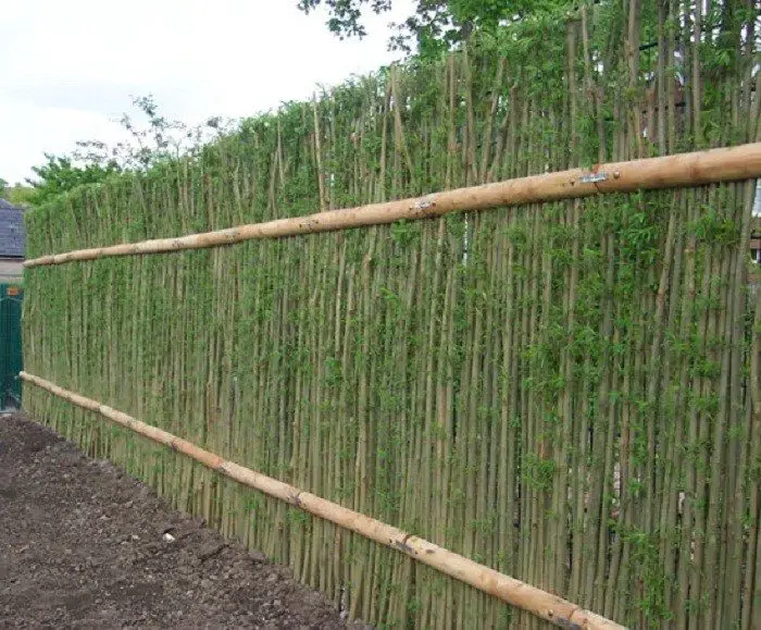 Living Willow Fences