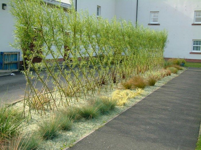 Beautiful examples of living willow fences – DIY projects for everyone!