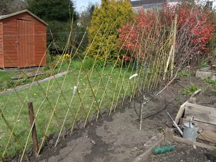 Living Willow Fences